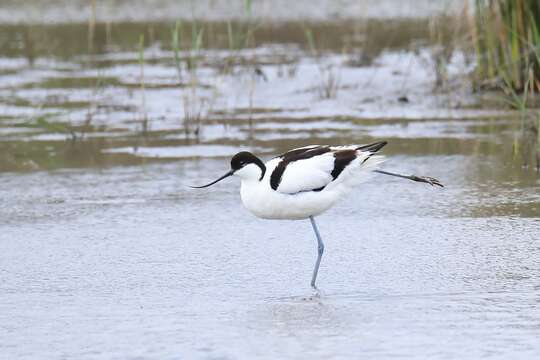 Image of avocet, pied avocet