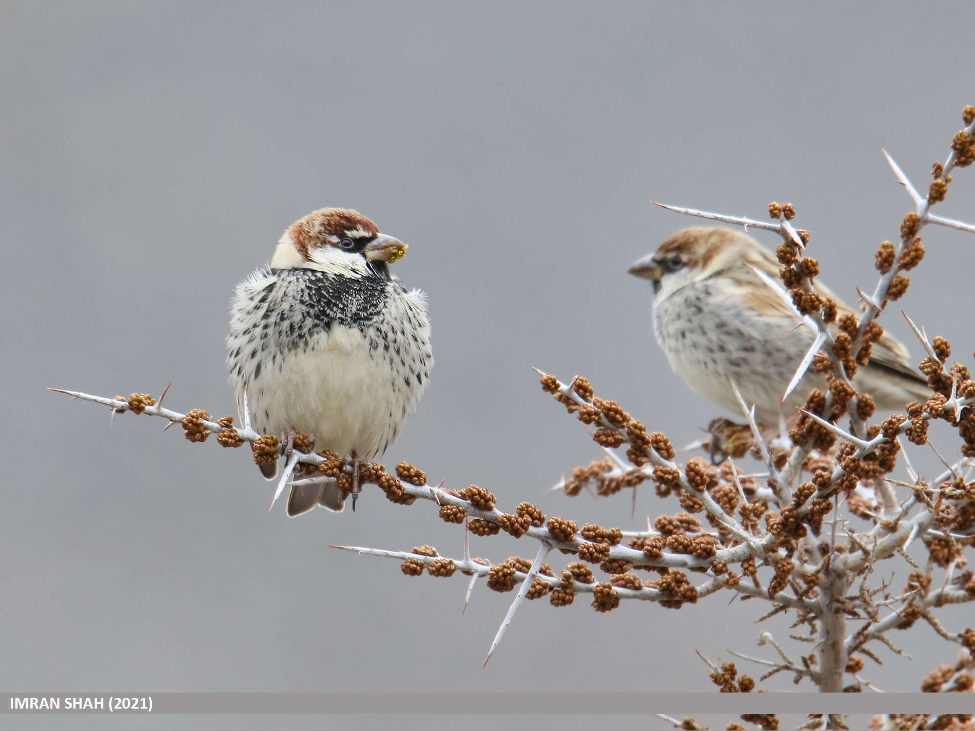 Image of Spanish Sparrow