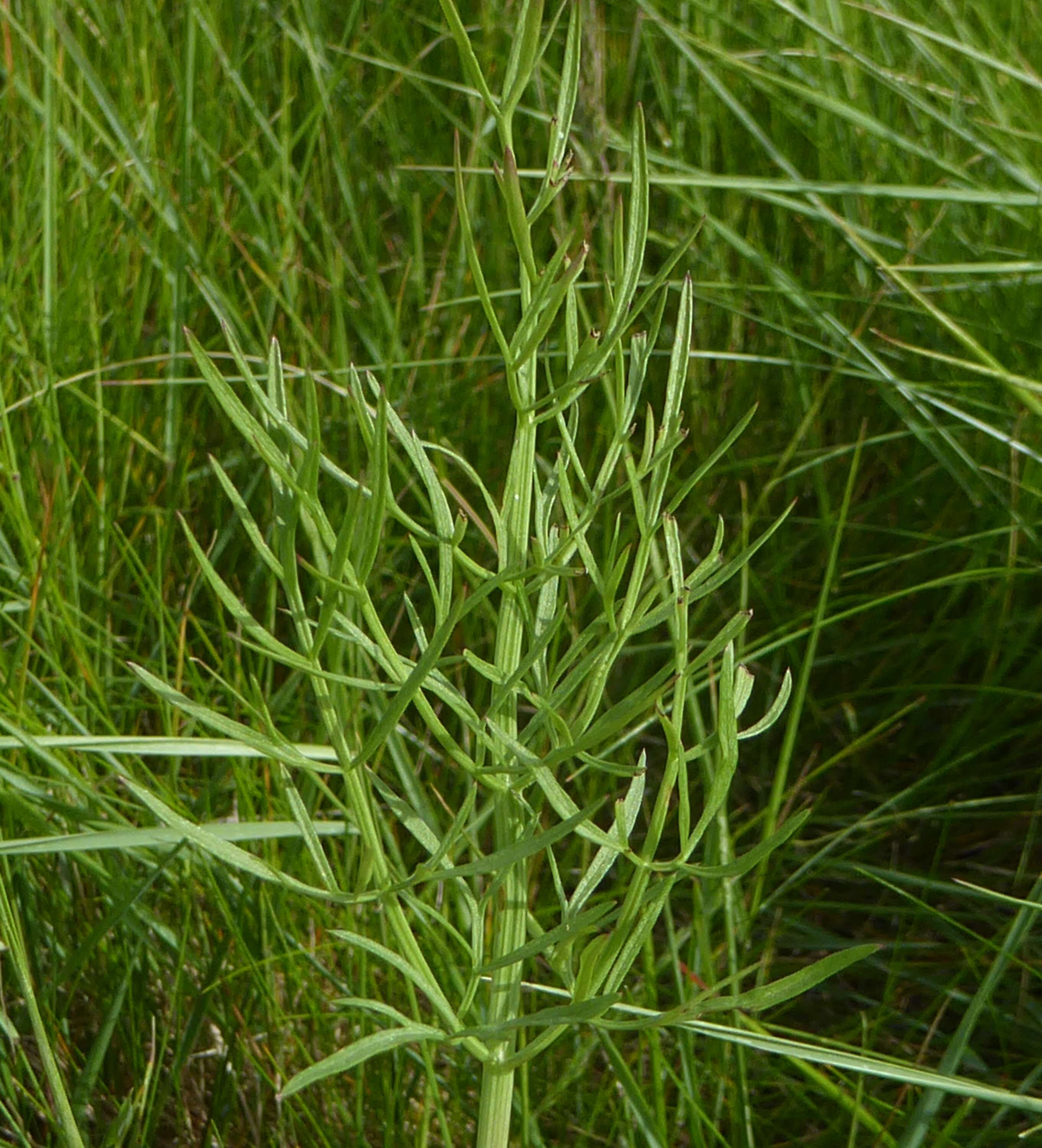 Image of Narrow-leaved Water-dropwort