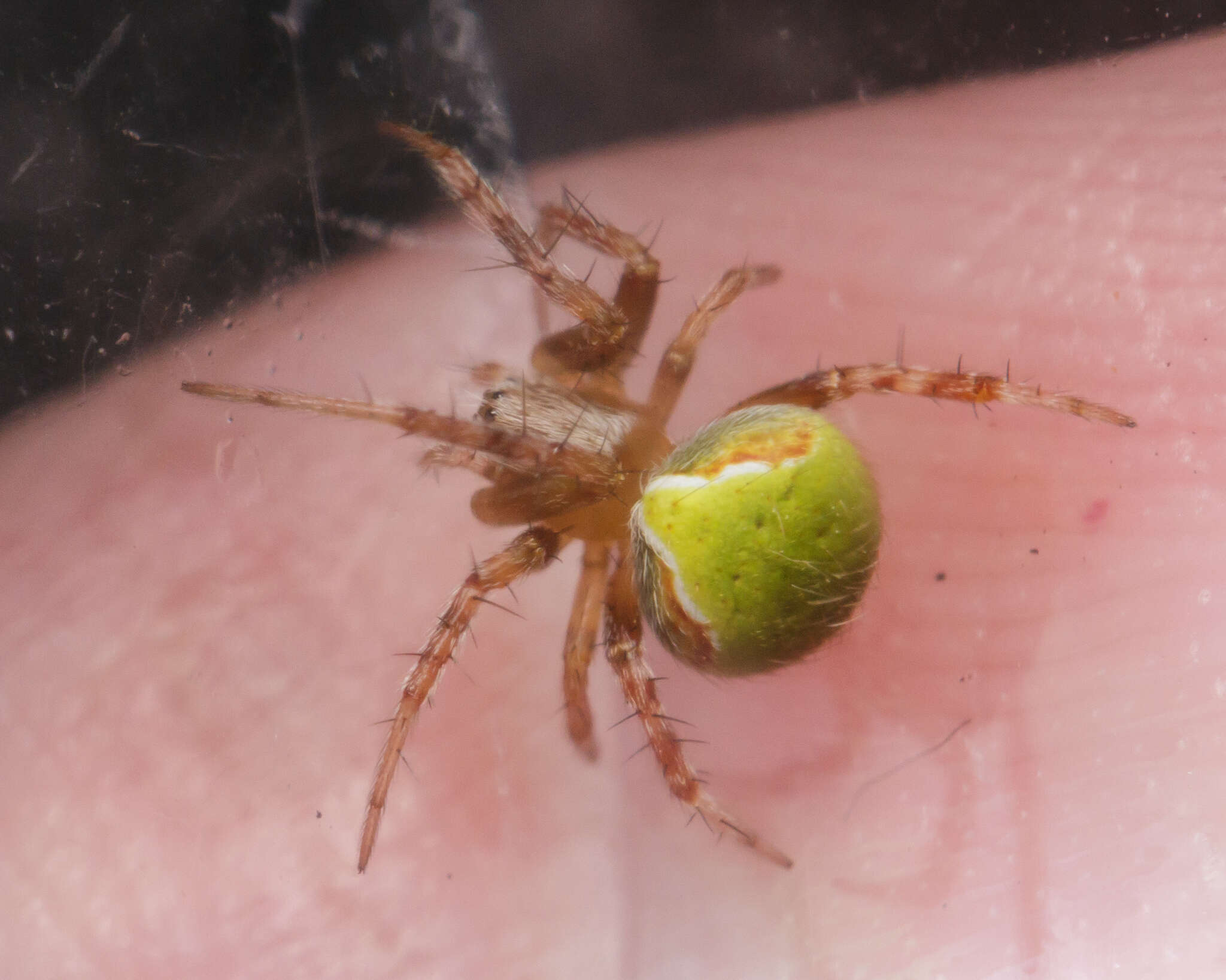 Image de Araneus detrimentosus (O. Pickard-Cambridge 1889)