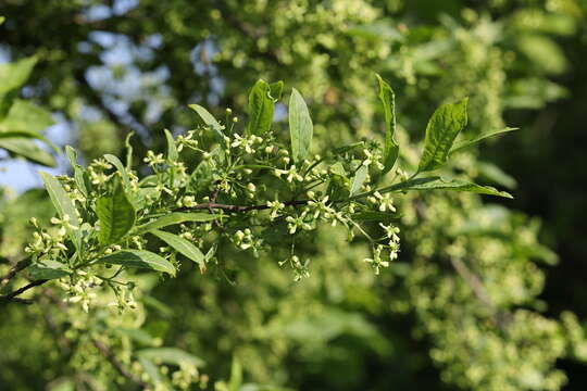 Image of Common spindle tree