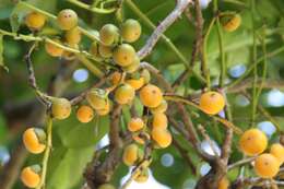 Image of Malaysian persimmon