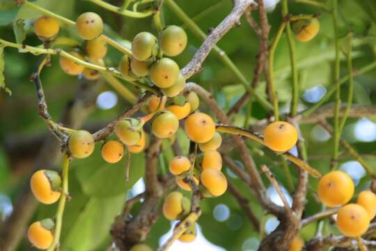 Sivun Diospyros maritima Blume kuva