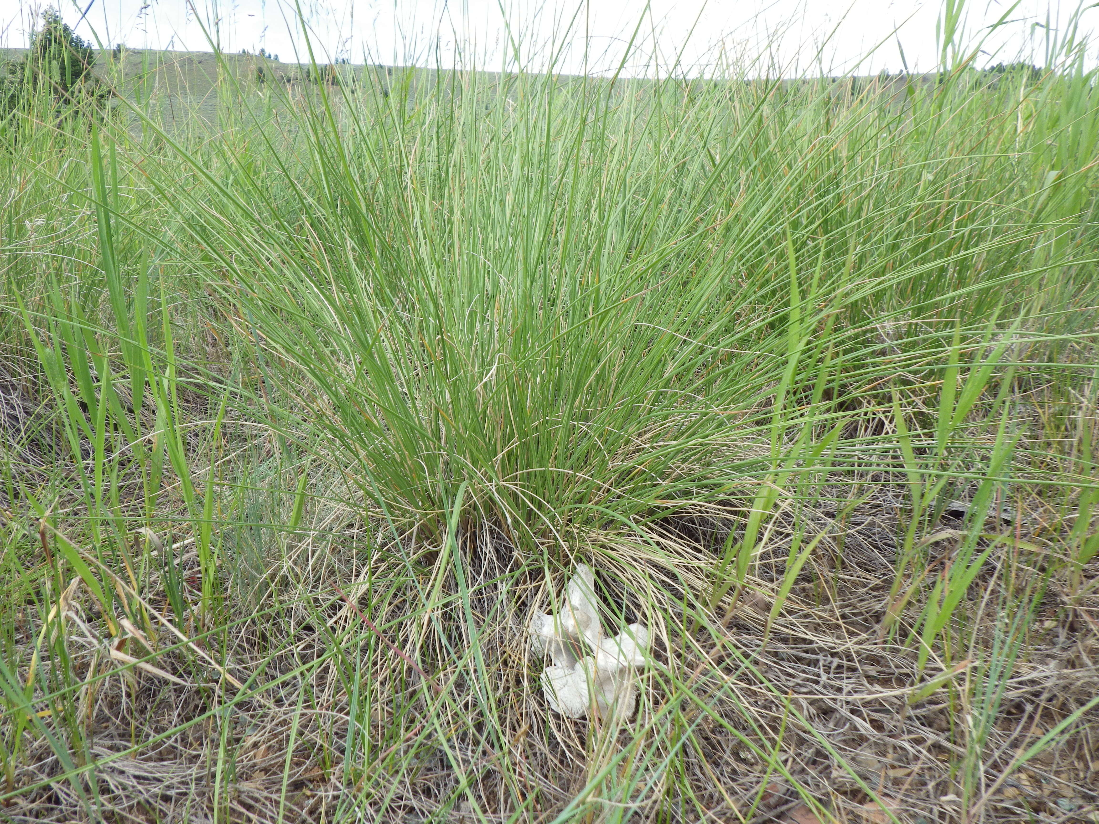 Plancia ëd Festuca campestris Rydb.