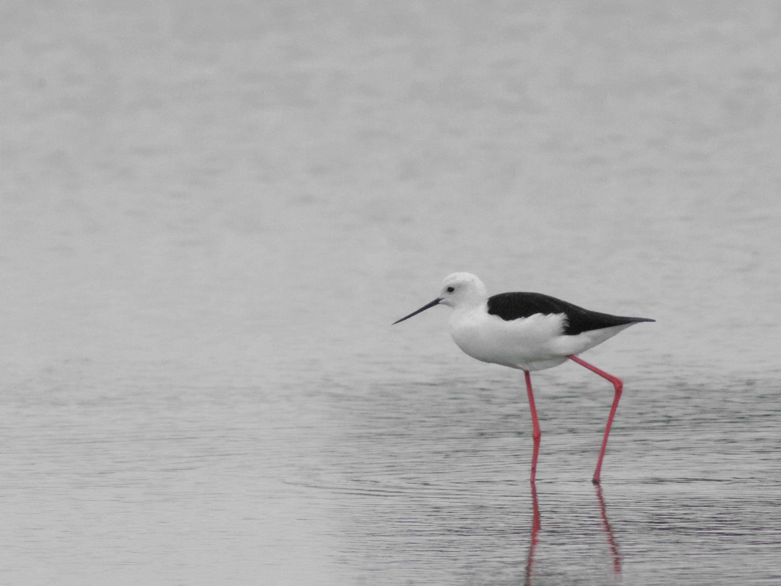 Image of Black-winged Stilt