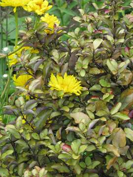 Image of Grindelia chiloensis (Cornel.) Cabrera