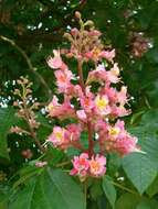 Image of red horse-chestnut