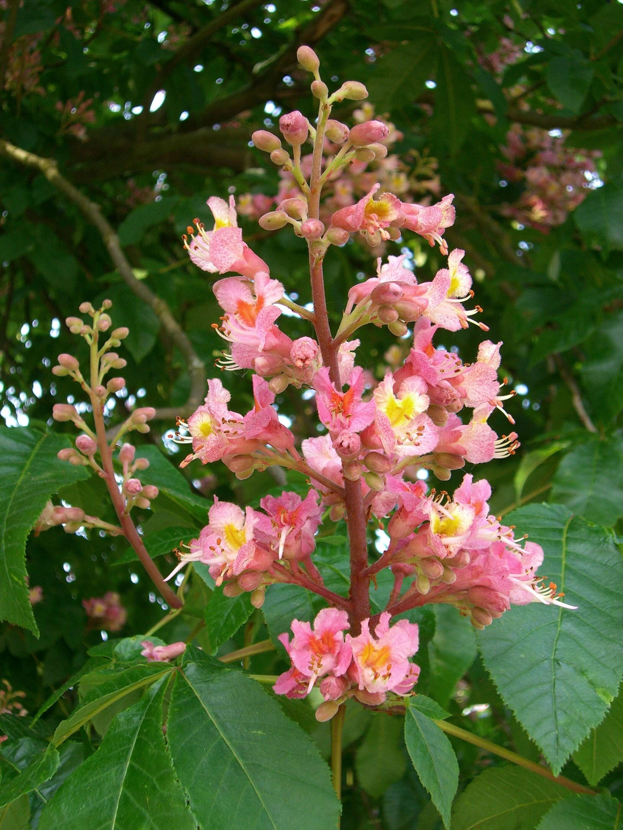 Image of red horse-chestnut