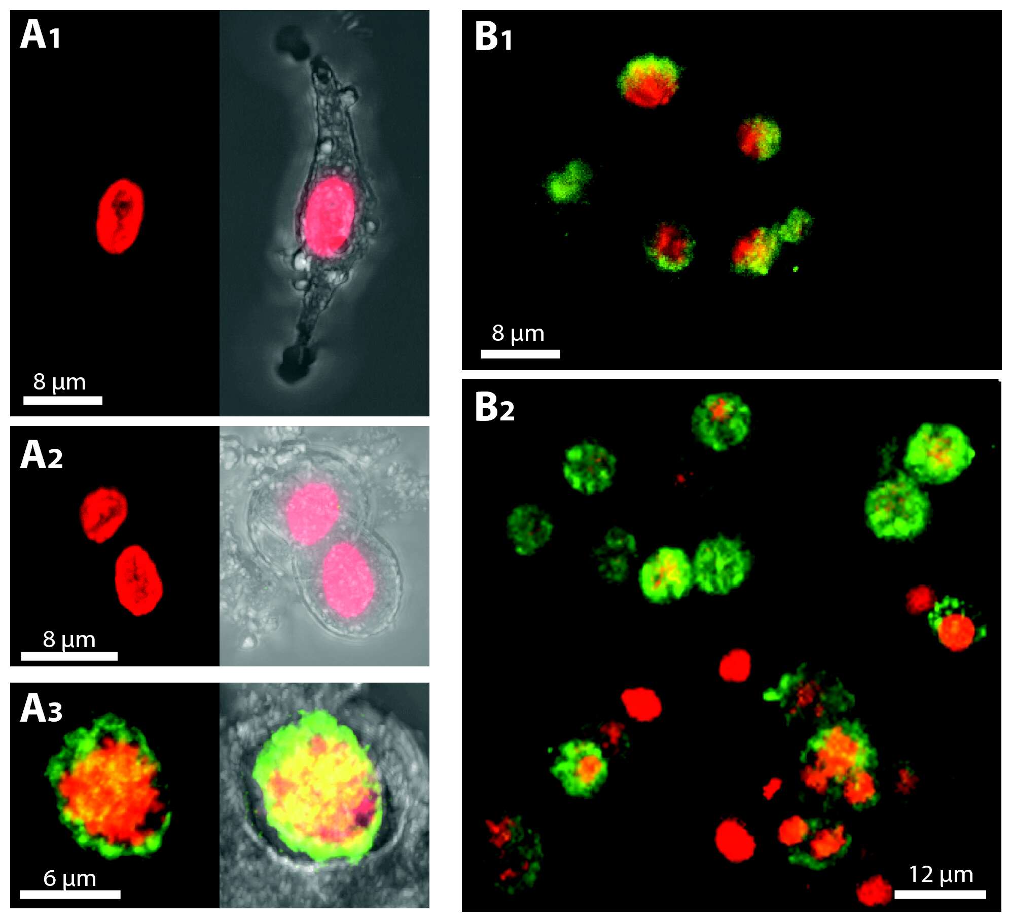 Image of alveolates