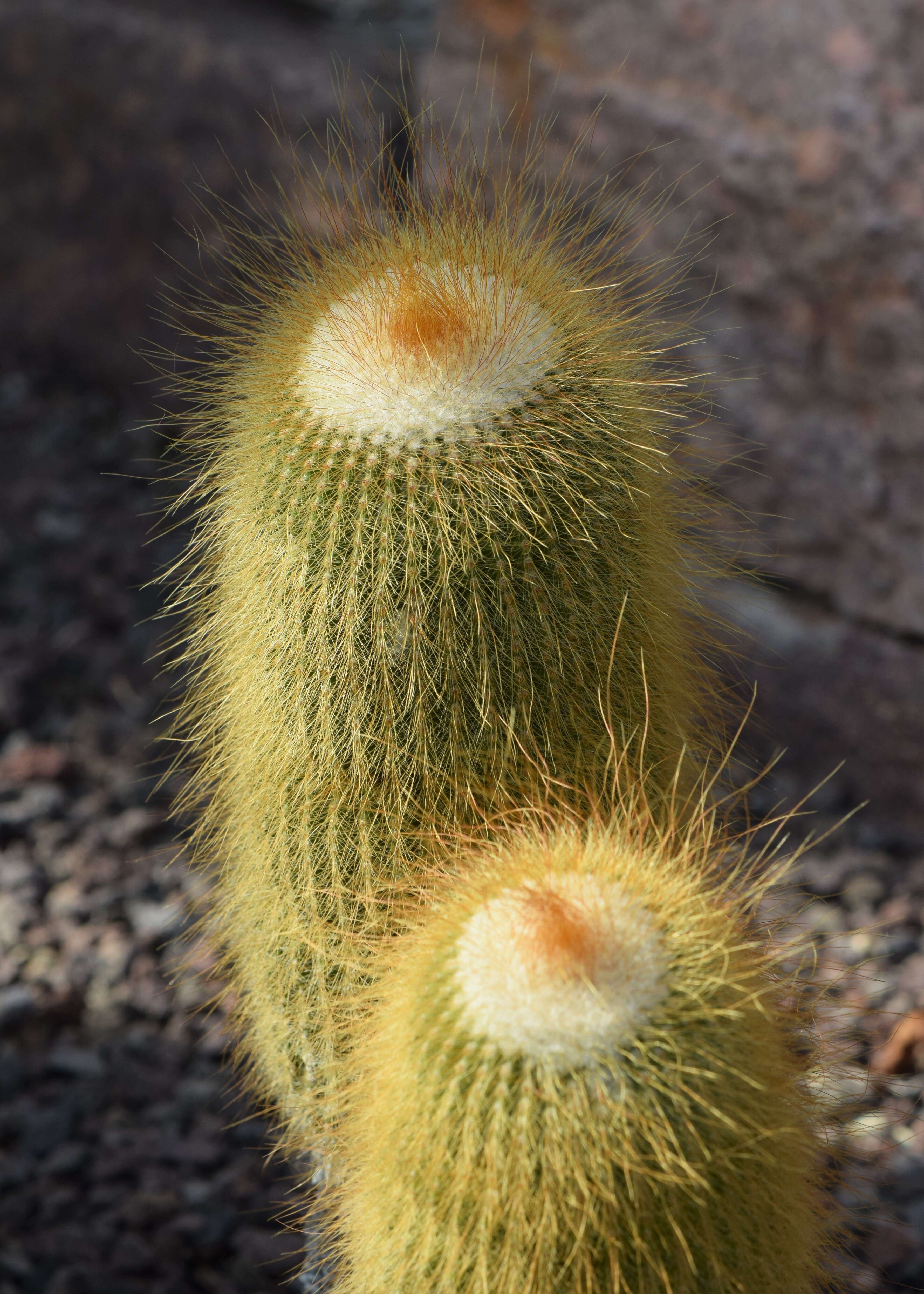 Image of Parodia lenninghausii (F. Haage) F. H. Brandt ex Eggli & Hofacker