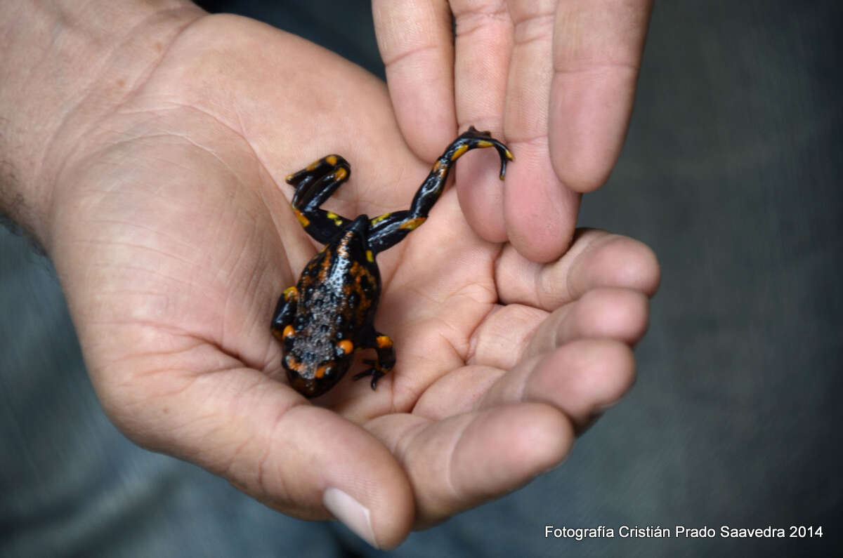 Image of Chile False Toad