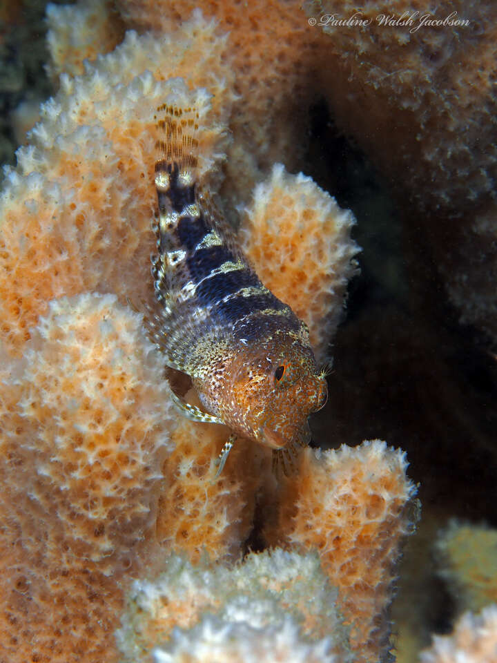 Image of Barred Blenny