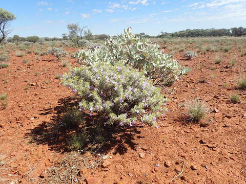 Imagem de Eremophila citrina Chinnock