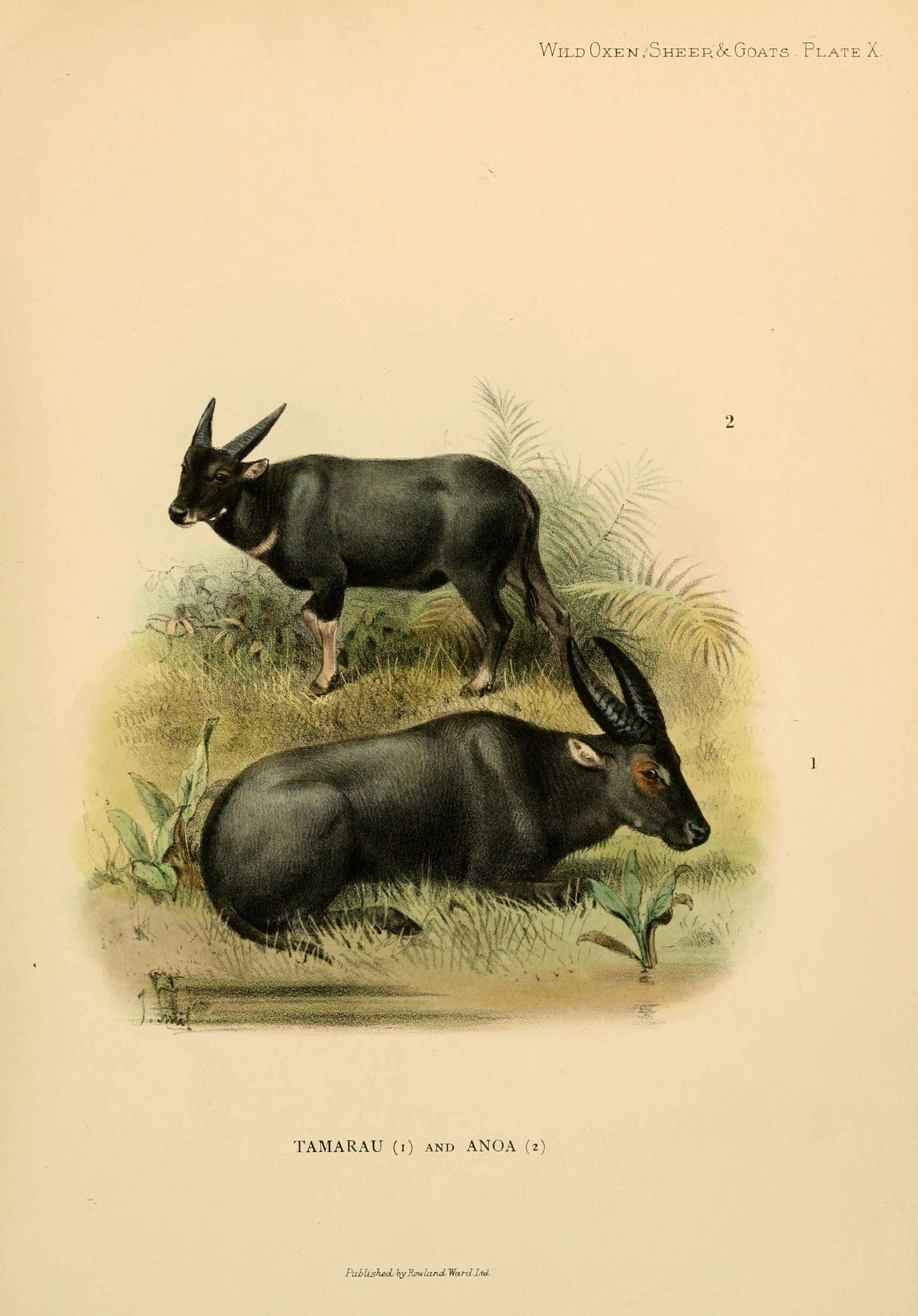 Image of Lowland anoa