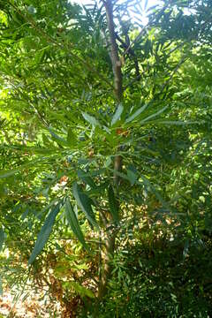 Imagem de Fraxinus baroniana Diels