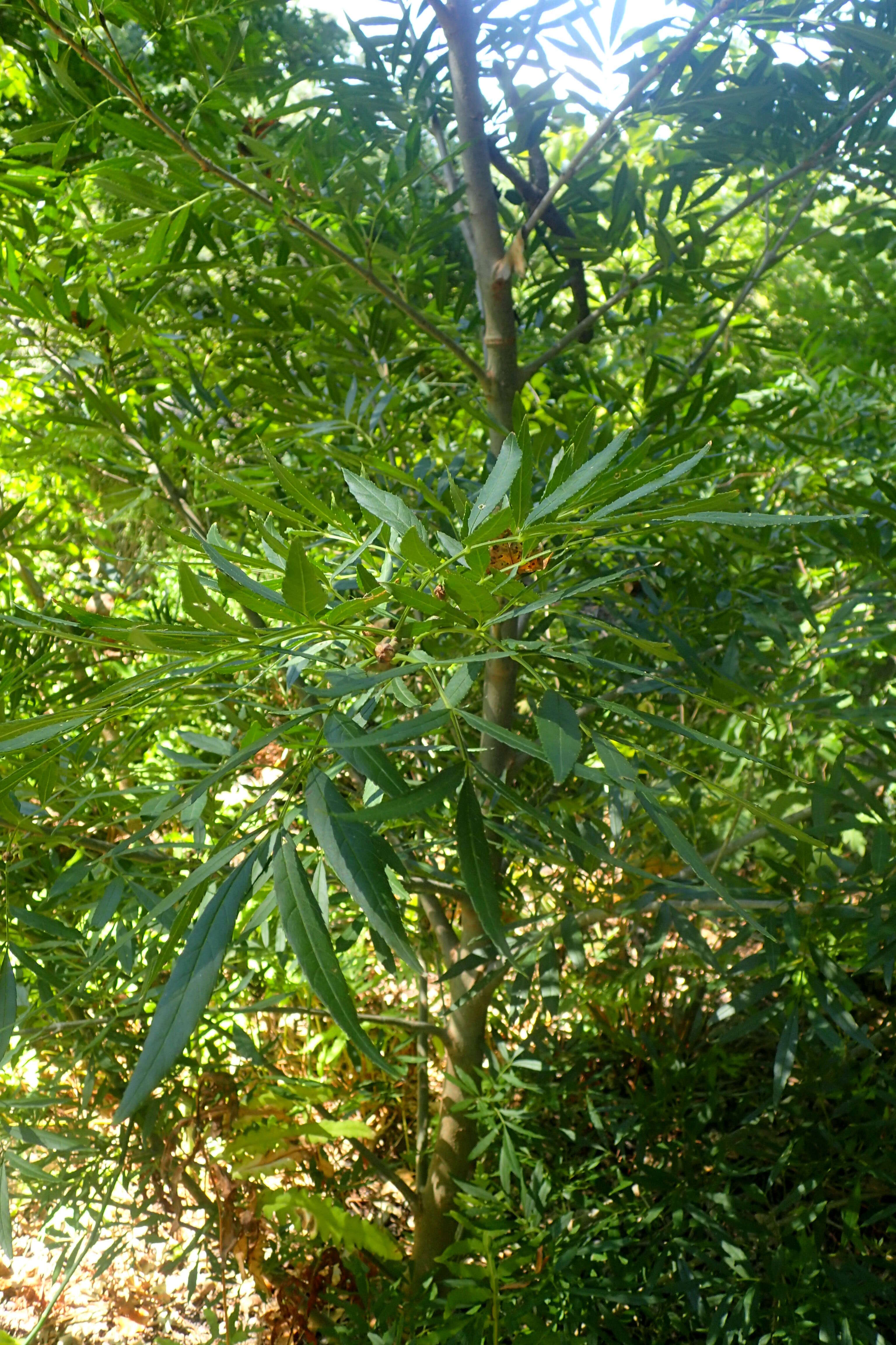 Image of Fraxinus baroniana Diels
