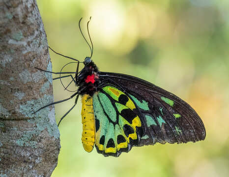 Sivun Ornithoptera priamus (Linnaeus 1758) kuva