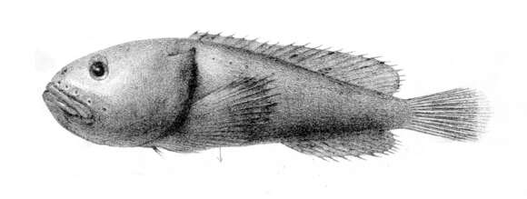 Imagem de Psychrolutes inermis (Vaillant 1888)