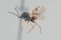 Image of <i>Diplolepis mayri</i>