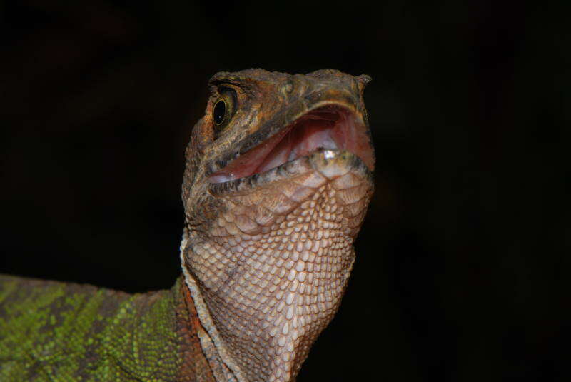 Image of Western basilisk