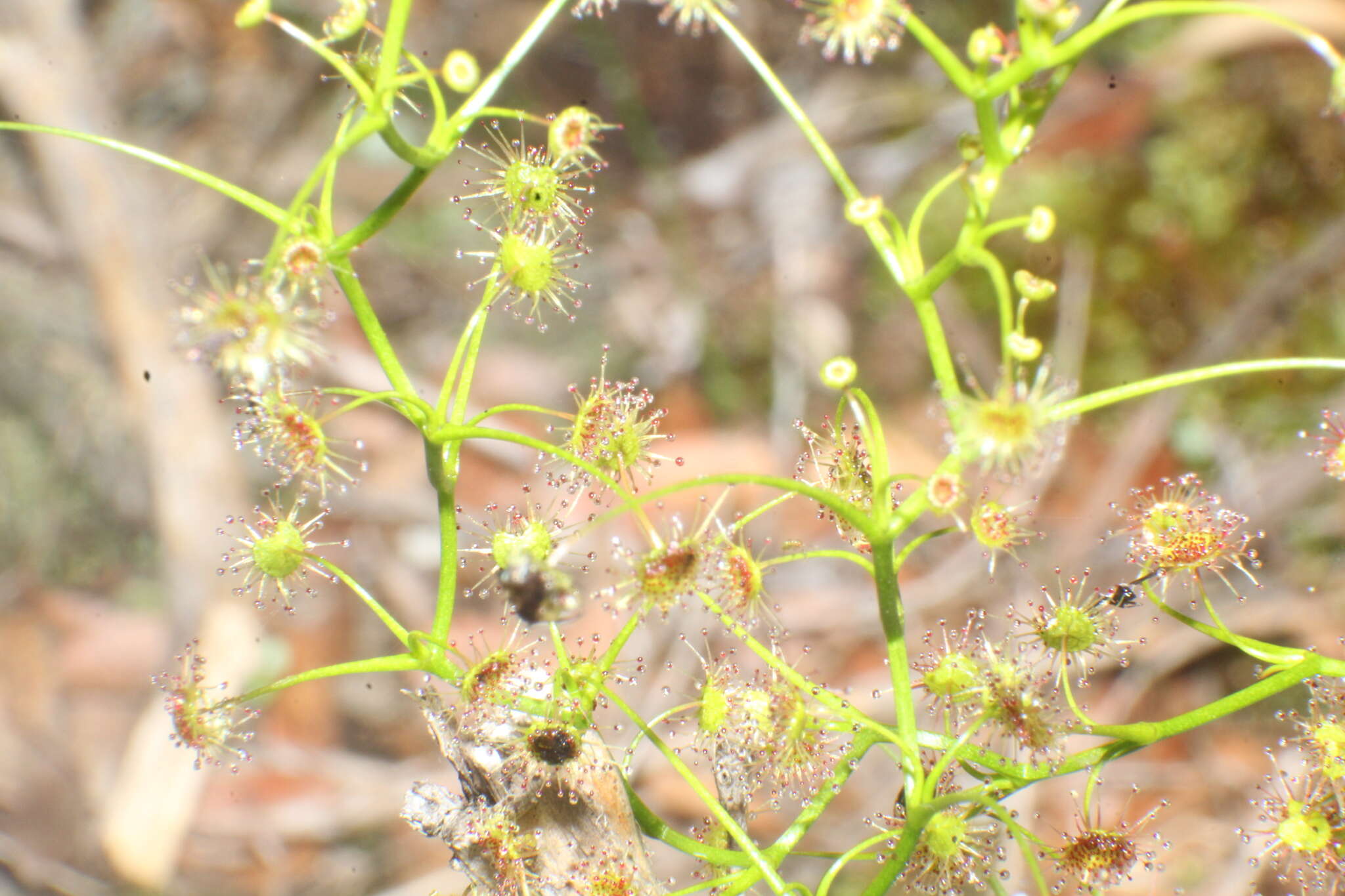 Image de Drosera erythrogyne N. Marchant & Lowrie