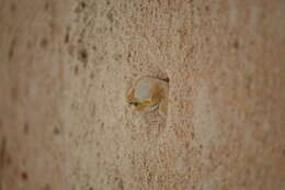 Image of Atlantic Ghost Crab