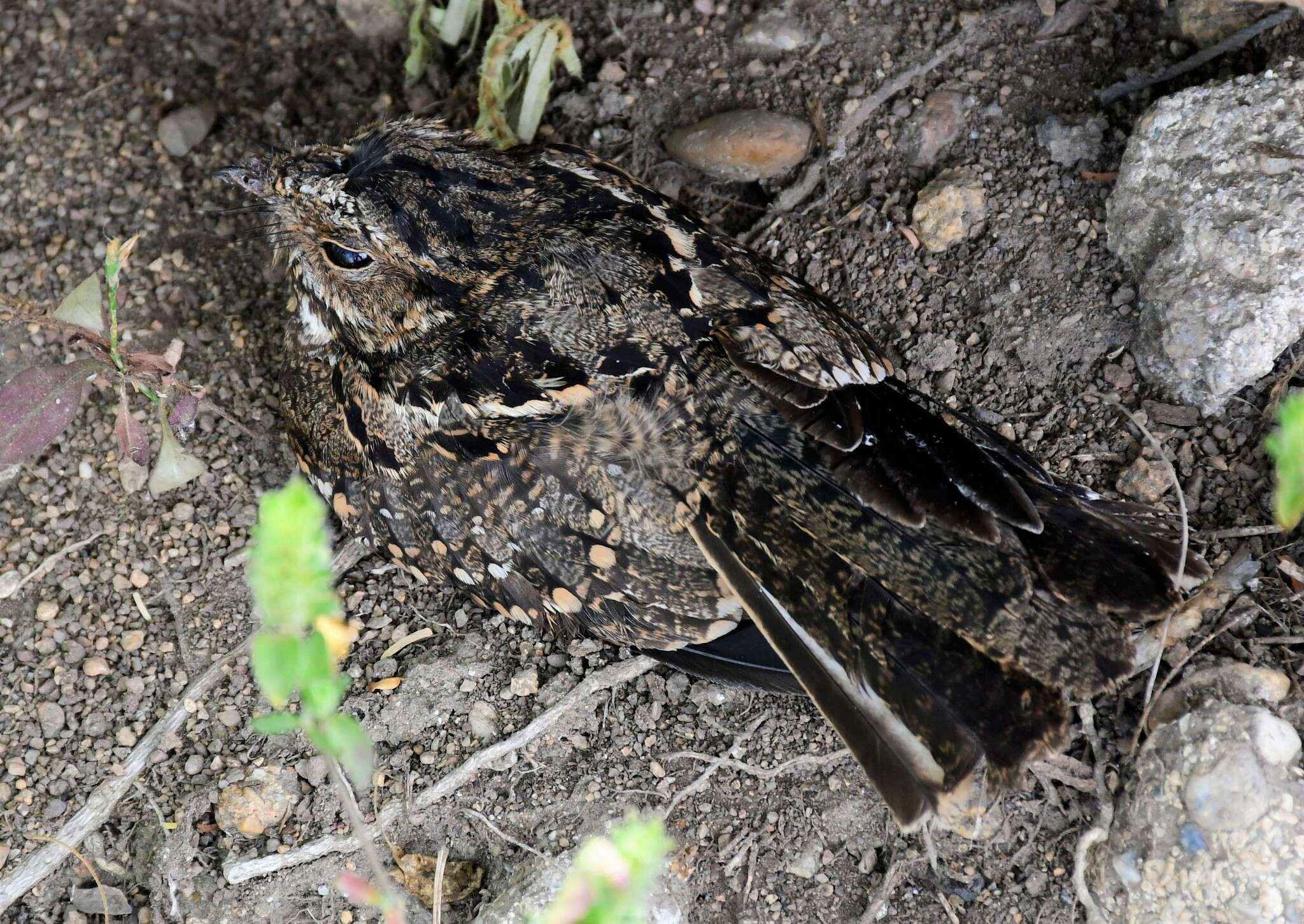 Image of Anthony's Nightjar