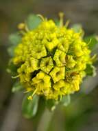 Image of adobe snakeroot