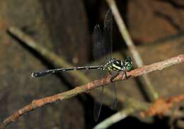 Image of Heliogomphus lyratus Fraser 1933