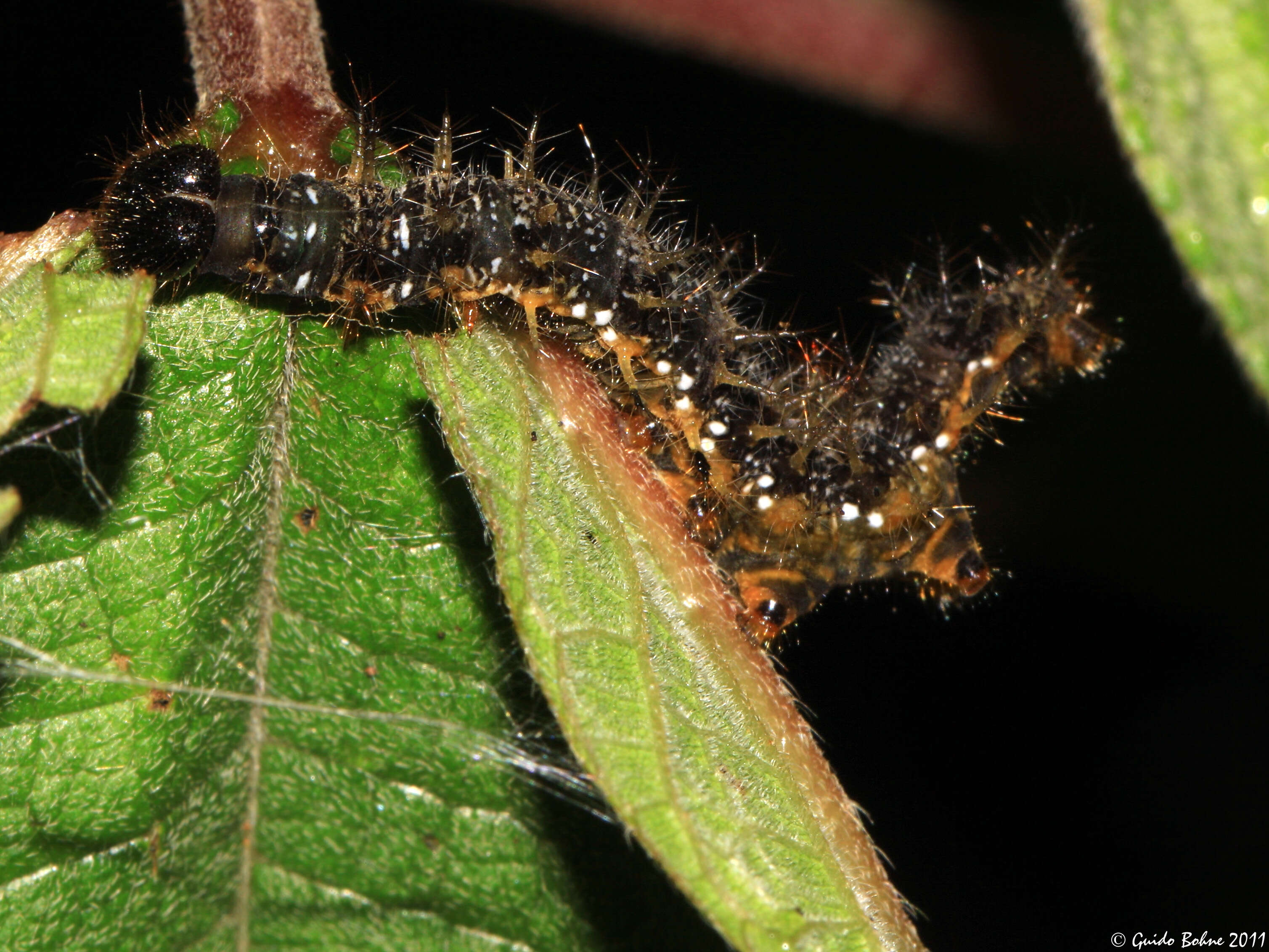 Image of Symbrenthia lilaea