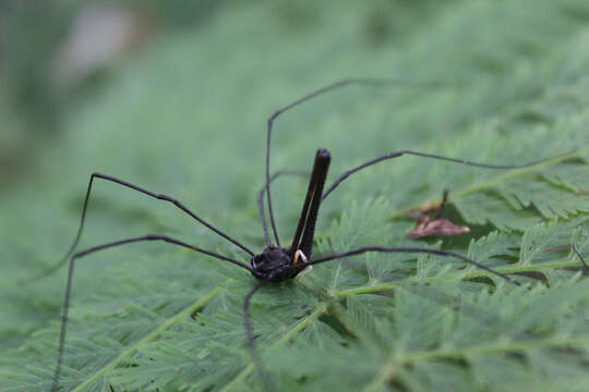 Image of Pantopsalis cheliferoides