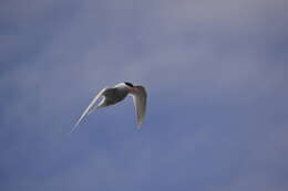 Image of Antarctic Tern