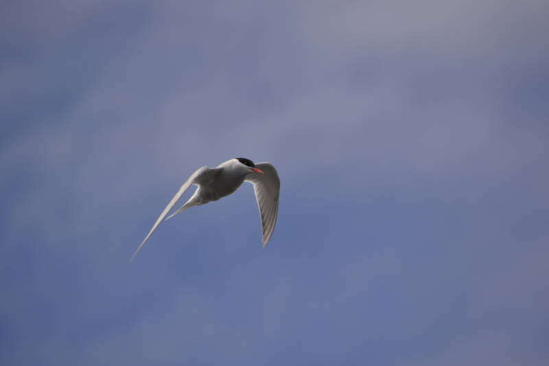 Image of Antarctic Tern