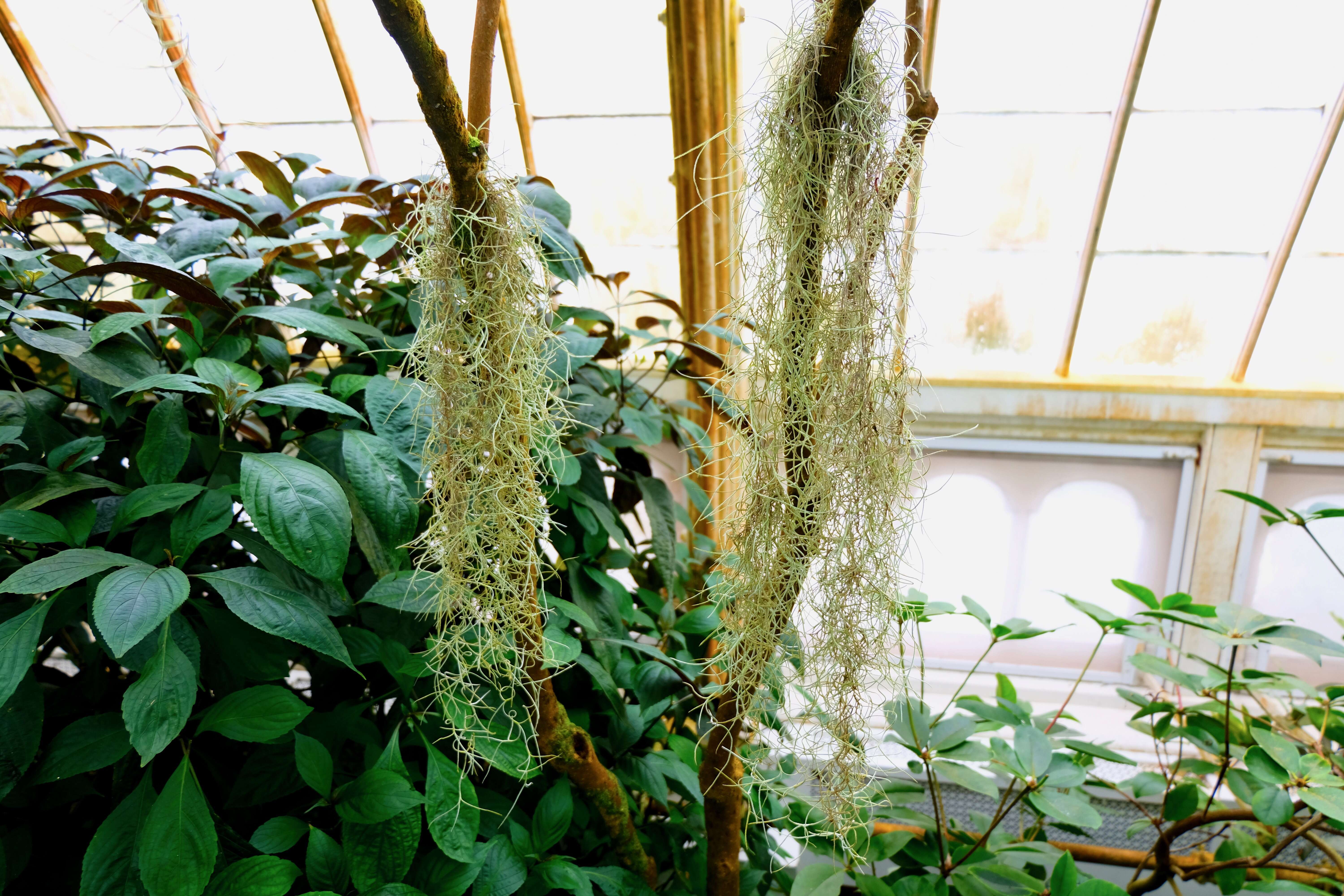 Image of Spanish moss