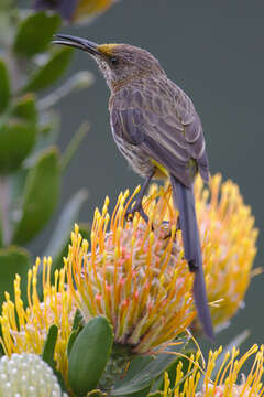 Image of Sugarbird