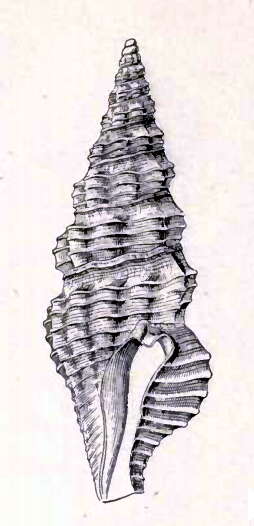 Image of Compsodrillia eucosmia (Dall 1889)