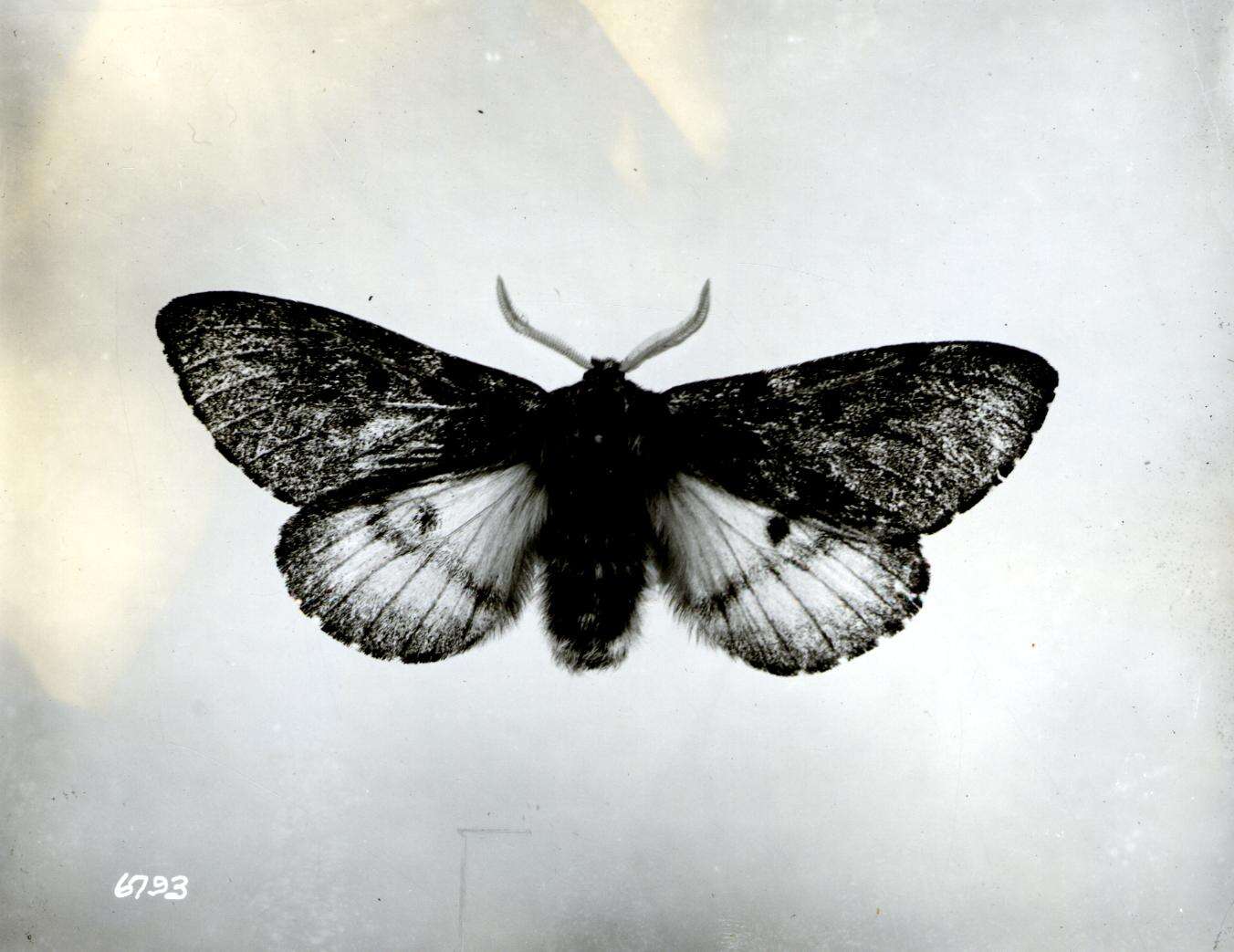 Image of Pandora Moth