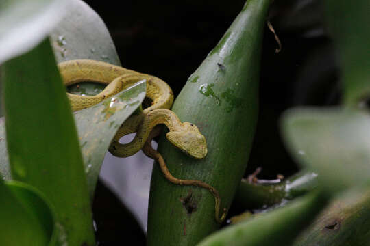 Image of Coffee Palm Viper