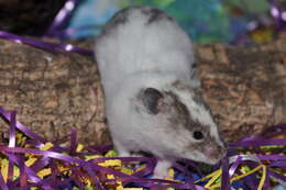 Image of hamsters