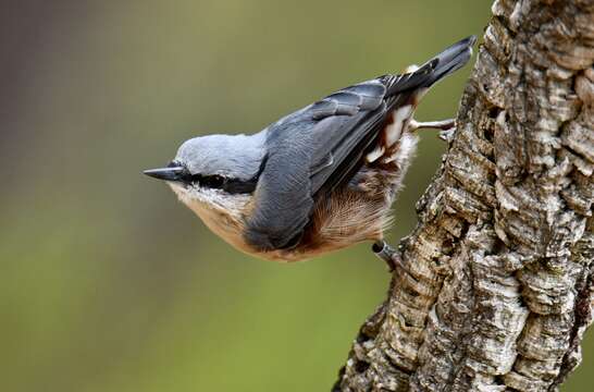 Image of Eurasian Nuthatch