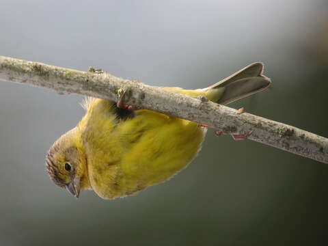 Image of Grassland Yellow Finch