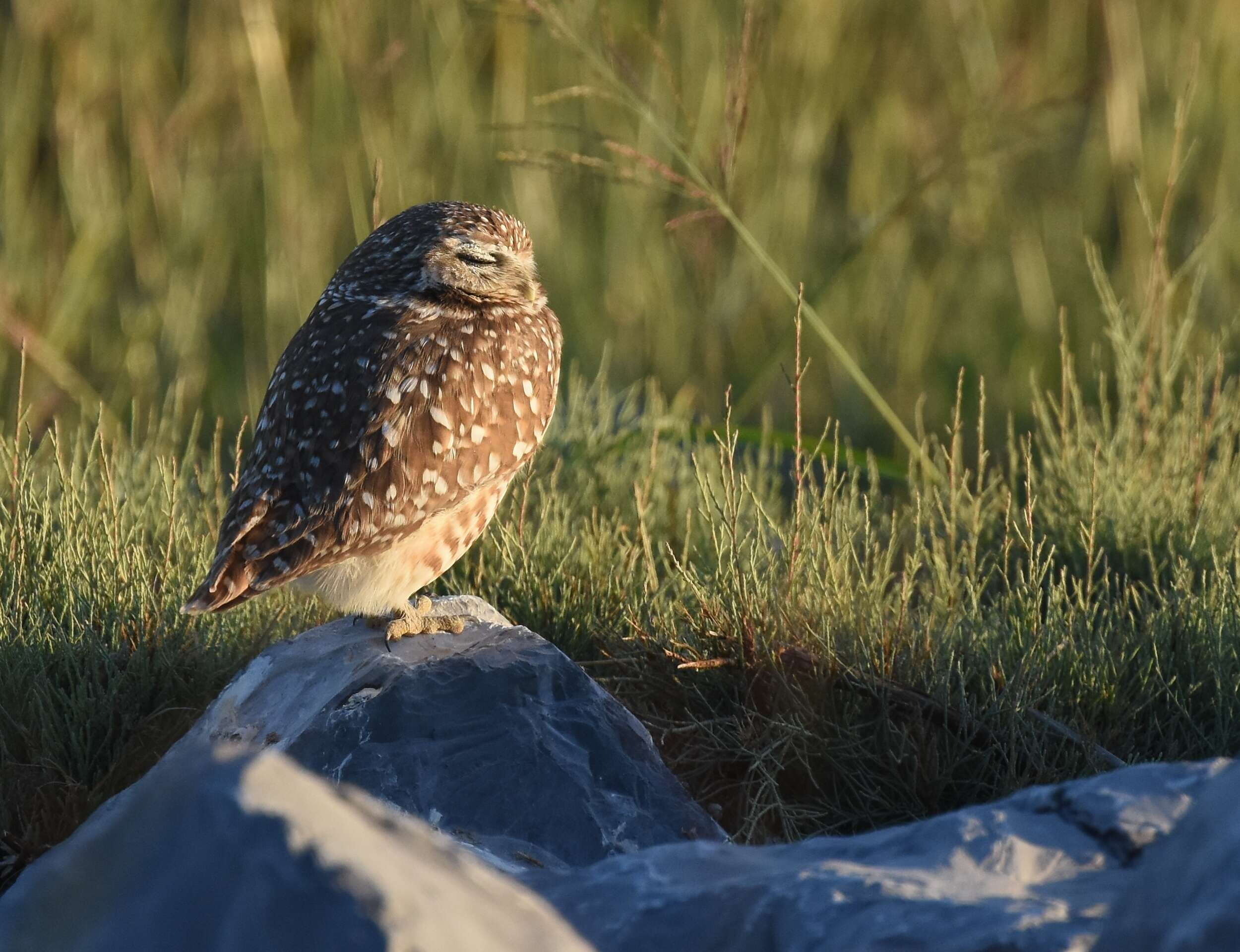 Image of Burrowing Owl