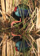 Image of African Swamphen