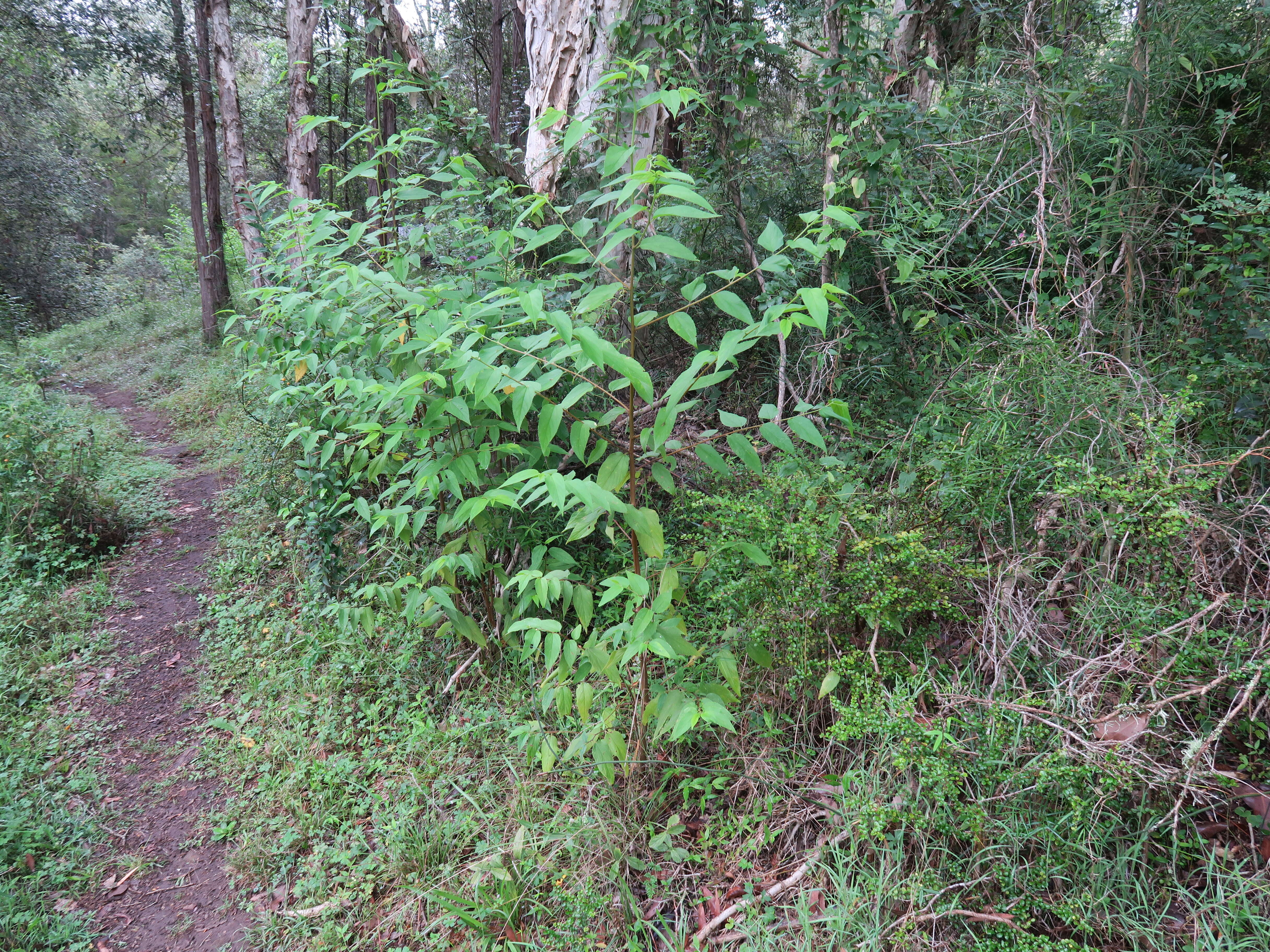 Image of peach-leaved poison bush