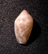 Marginella bairstowi G. B. Sowerby Iii 1886的圖片