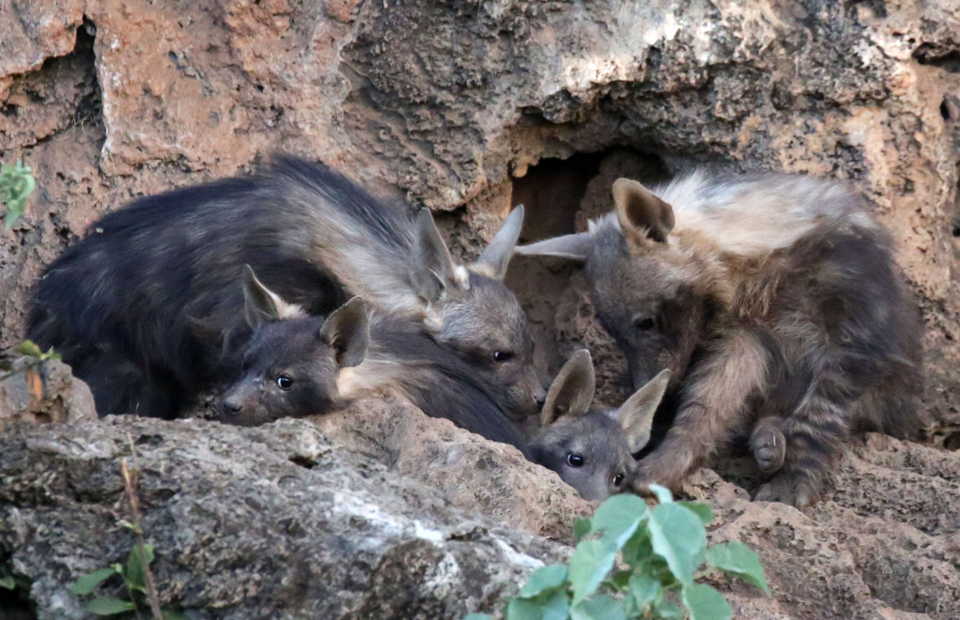 Image of Brown Hyena -- Brown Hyaena