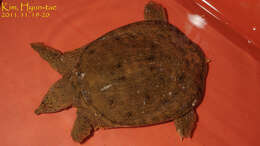 Image of Northern Chinese softshell turtle