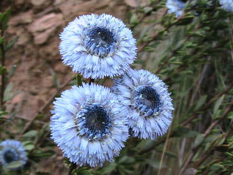 Image of Alypo globe daisy