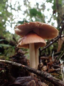 Image of Amanita fuligineodisca Tulloss, Ovrebo & Halling 1992