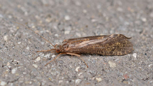 Image of netspinning caddisflies